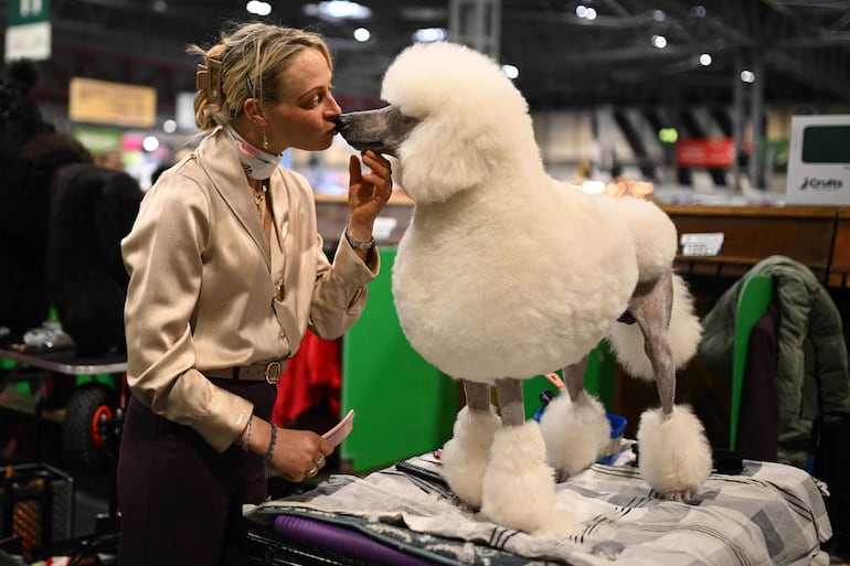Un caniche recibe un beso antes de ser presentado en el grupo Utility durante el tercer día del Crufts, la exposición canina, en el National Exhibition Centre de Birmingham, en el centro de Inglaterra, el 7 de marzo de 2026.
