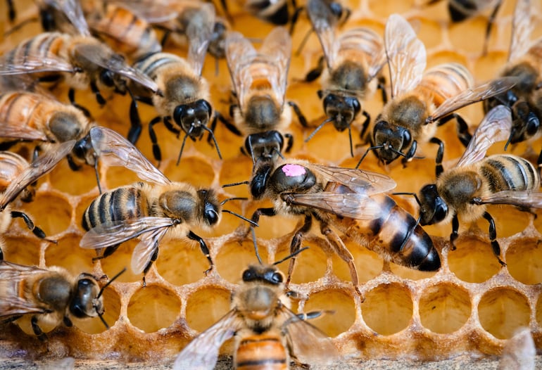 Abeja reina, imagen ilustrativa.