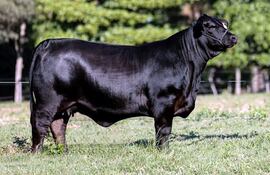 La Tamy se consagró campeona del Nacional de Otoño y es el animal de más alto costo en el Paraguay. Ahora está preñada.