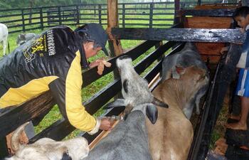 ganaderos-de-la-zona-del-chaco-piden-prorrogar-la-vacunacion-contra-la-fiebre-aftosa-por-las-lluvias--215029000000-1038607.jpg