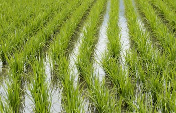La siembra se concentra en un 95% en campos bajos y planos.