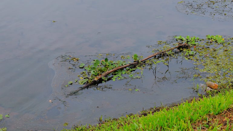 Agua estancada con vegetación acuática en una zona descuidada sin presencia humana visible.