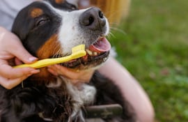 Cepillarle los dientes a los perros sí o no.
