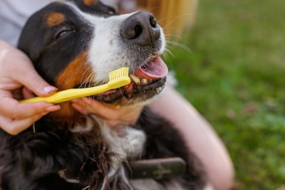 Cepillarle los dientes a los perros sí o no.