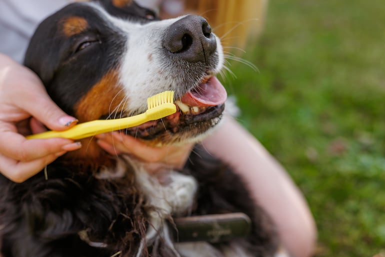 ¿Es realmente necesario cepillarle los dientes a tu mascota? - Mascotas