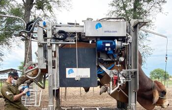 Los problemas podales pueden afectar a los animales en su desplazamiento, reproducción, nutrición y sanidad. Por tanto, hay que cuidar este detalle.