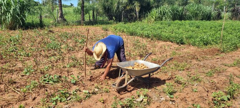 Pablo Bordon, realizando la cosecha de papa en su finca familiar.