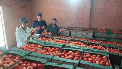 Los productores Manuel Cáceres, Ever Dávalos y Adilio Brítez mostrando sus tomates de primera calidad que comercializarán a bajo precio.