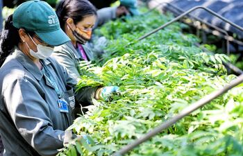 Los plantines que serán entregados fueron producidos en el Vivero Forestal de la Itaipú Binacional.