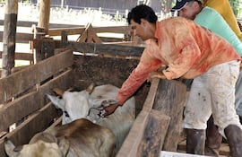 El sector ganadero reafirmó su postura a favor de la continuidad de la vacunación contra la fiebre aftosa.