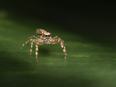 En los humanos y los vertebrados el sueño atraviesa una fase de intensa actividad cerebral, movimientos acelerados y pequeñas sacudidas oculares conocida como REM, y ahora un estudio con arañas saltarinas ha demostrado que en animales con sistemas nerviosos más simples el descanso también pasa por un estado similar al REM.