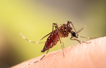 Mosquito Aedes aegypti.