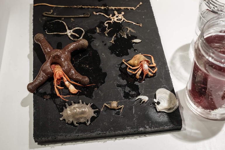 Esta foto, tomada el 11 de enero de 2026, muestra especímenes de aguas profundas no identificados traídos por un sumergible al OceanXplorer, un buque de investigación operado por la organización marina sin fines de lucro OceanX, en aguas frente a la isla de Célebes.