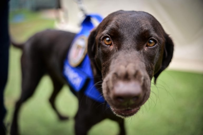 Vista del perro labrador retriever Sisu, del equipo de rescate Florida Task Force 2, que participó en las labores de rescate, en un campamento en Maiquetía, estado de La Guaira, Venezuela, el 4 de julio de 2026, diez días después de los terremotos gemelos.