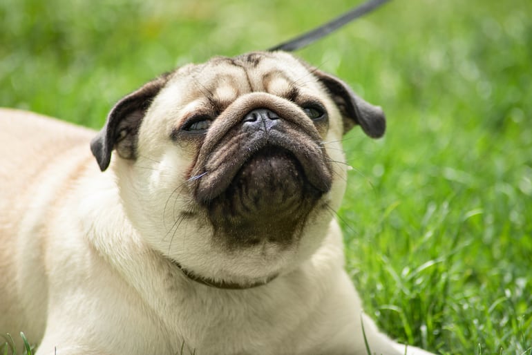 Perro de la raza pug.