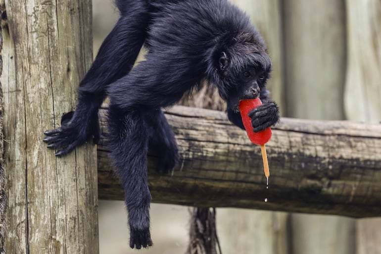 Fotografía que muestra a un mono comiendo un helado este martes, en el BioParque de Río de Janeiro (Brasil).