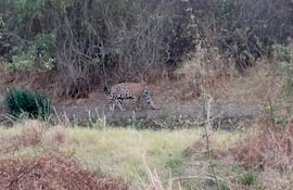 Docente de Fuerte Olimpo se encontró con un yaguareté.