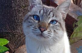 Vecinos del Barrio San Roque, en Ciudad del Este, están buscando a Isabelino, su compañero felino que se extravió el pasado 11 de setiembre.