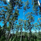 Infona reveló el potencial forestal de Paraguay