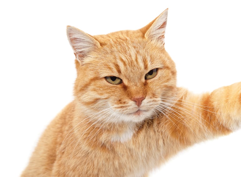 ¿Por qué mi gato me muerde el pelo o la cara?