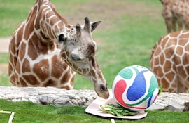 Las jirafas reticuladas participan en una actividad de enriquecimiento ambiental mientras predicen el resultado del partido de la Copa Mundial de la FIFA 2026 entre Colombia y la República del Congo, dando como ganadora a la República del Congo, en el Zoológico de Guadalajara, en Guadalajara, Jalisco (México), el 5 de junio de 2026.