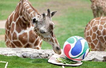 Las jirafas reticuladas participan en una actividad de enriquecimiento ambiental mientras predicen el resultado del partido de la Copa Mundial de la FIFA 2026 entre Colombia y la República del Congo, dando como ganadora a la República del Congo, en el Zoológico de Guadalajara, en Guadalajara, Jalisco (México), el 5 de junio de 2026.