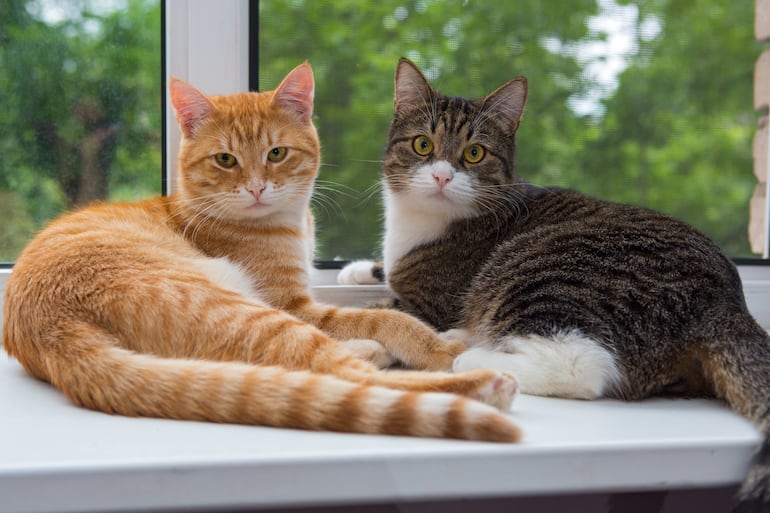Dos gatos.