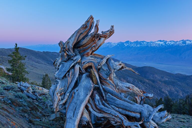 Un pino bristlecone (Pinus longaeva), el organismo vivo más antiguo de nuestro planeta, al atardecer, en las Montañas Blancas, California, EE. UU.