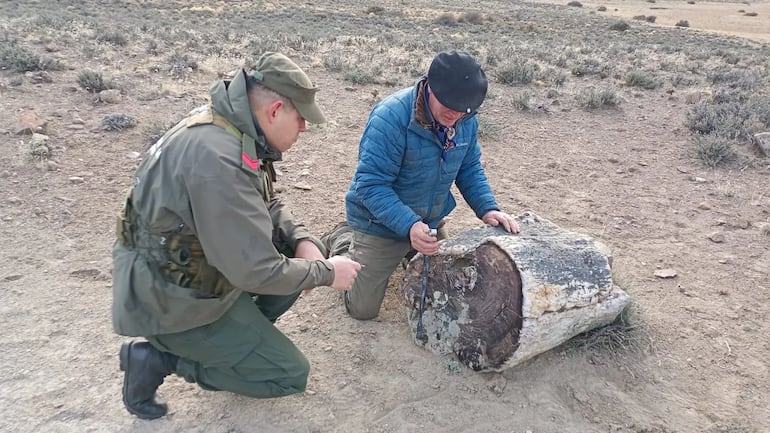 Descubren tres bosques petrificados en la Patagonia argentina.