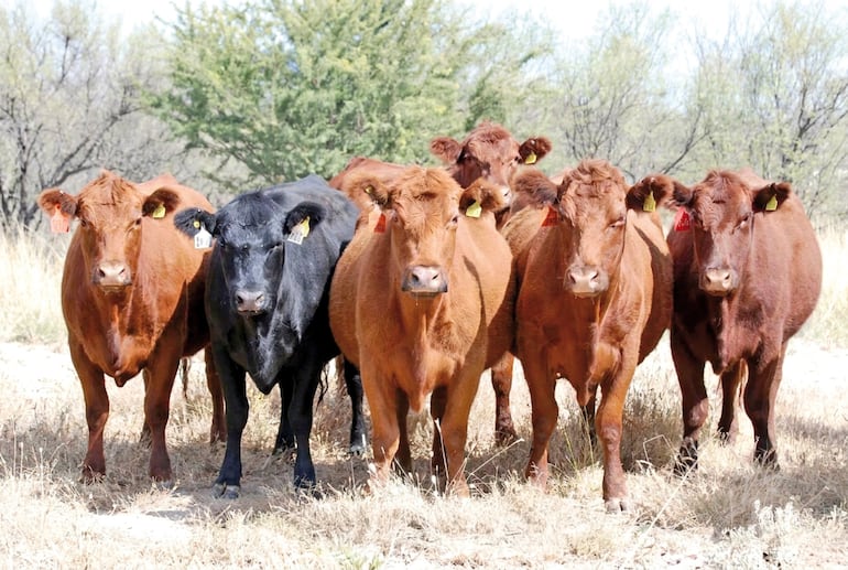 Paraguay abre las puertas para la tokenización del agro.