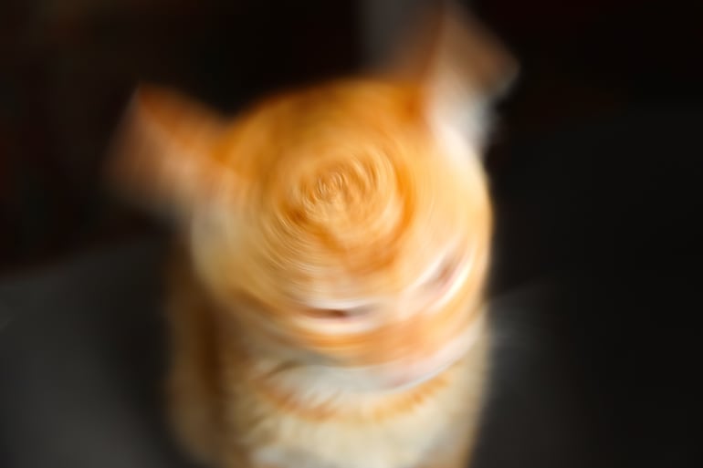 Cuando un gato sale disparado por el pasillo, trepa al sofá y cambia de dirección como si persiguiera algo invisible, lo más probable es que esté teniendo un episodio de actividad frenética aleatoria, conocido popularmente como zoomies.