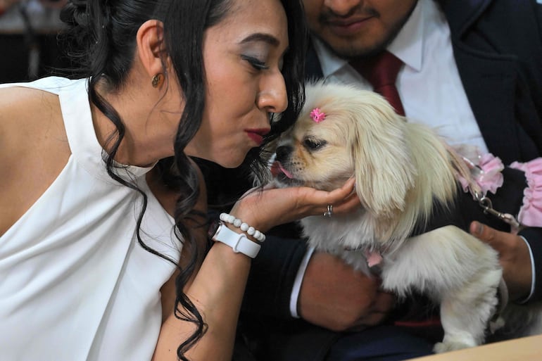 Andrés Alquinga y Diana Tupiza miman a su mascota Luna, testigo simbólico de su matrimonio, en la oficina del Registro Civil Central de Quito, el 7 de julio de 2026.