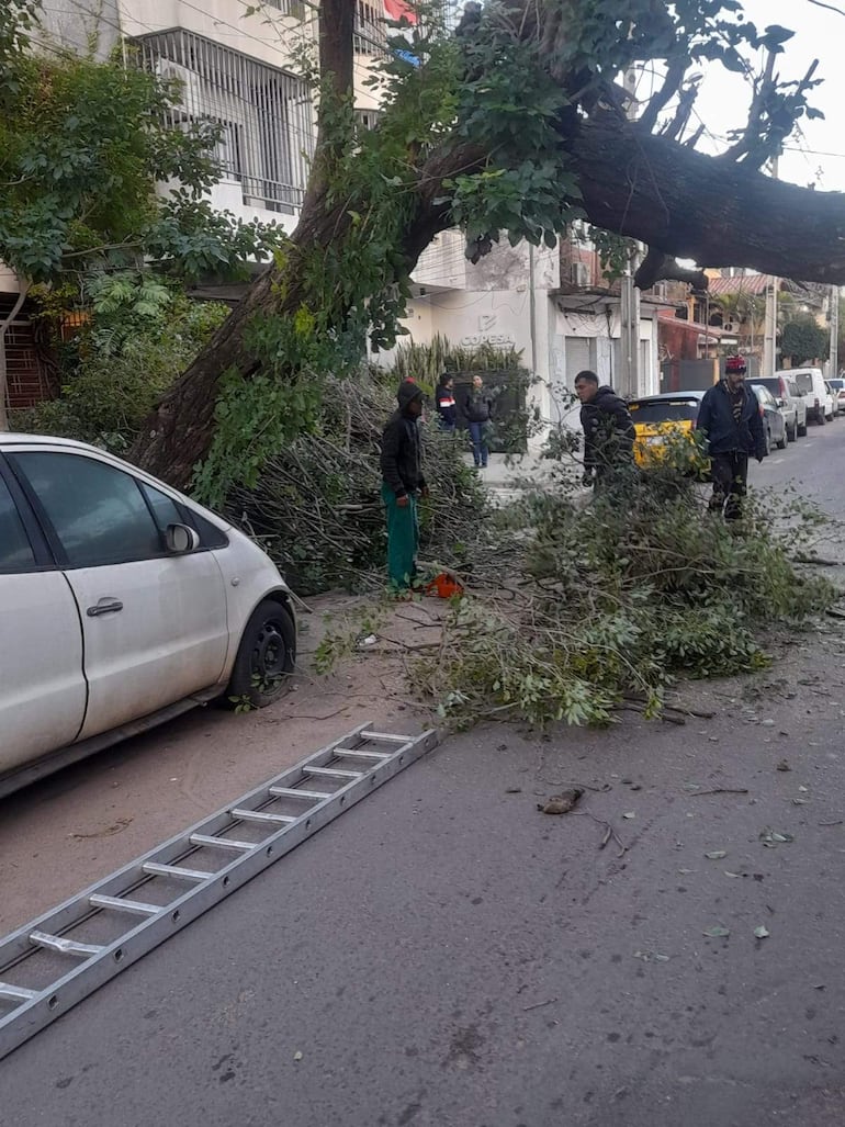 Tres hombres, uno con abrigo oscuro usando motosierra, evalúan un árbol caído en una calle urbana, rodeados de ramas y una escalera.