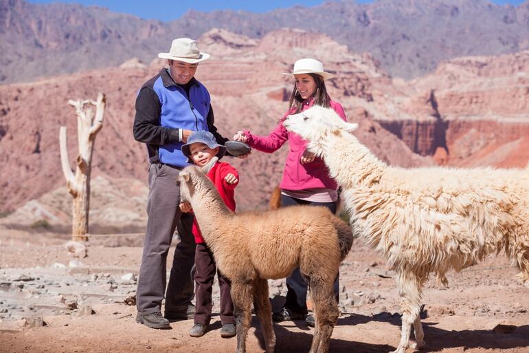 Especies como la vicuña y el guanaco, presentes en zonas áridas de Salta.
