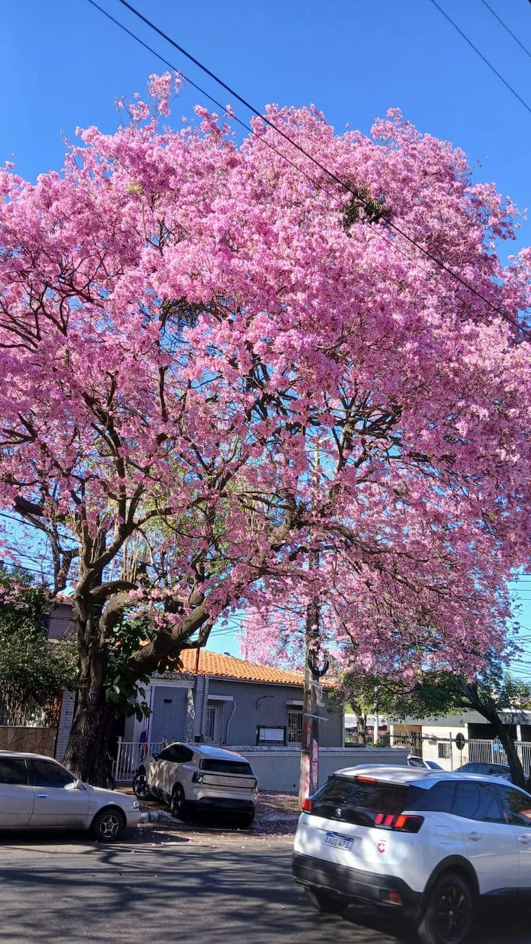 Árbol de Jacarandá cubierto de flores rosas, con vehículos gris y blanco estacionados bajo su sombra en un día soleado.