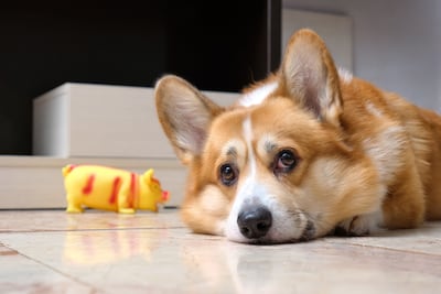 Perro solo en casa.