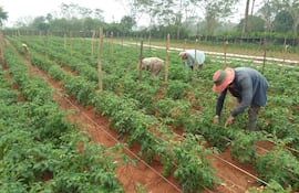 La agricultura familiar espera ganar mayor espacio en el programa hambre cero, según el MAG.
