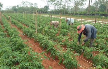 La agricultura familiar espera ganar mayor espacio en el programa hambre cero, según el MAG.