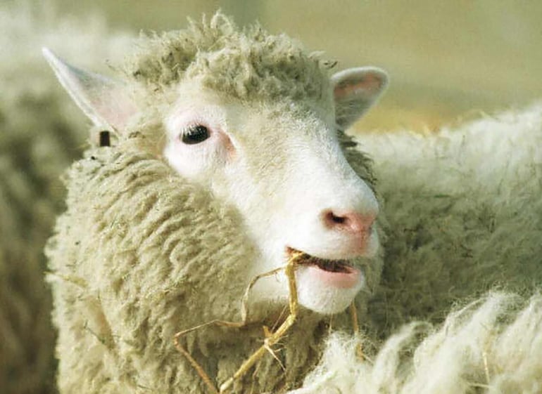 El nacimiento de la oveja Dolly revolucionó el campo de la genética.