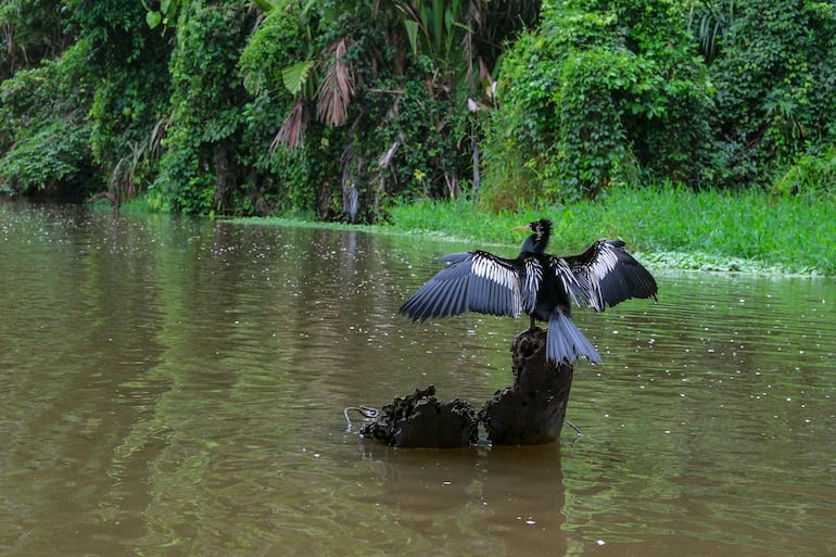 Fauna silvestre en el Parque Nacional Tortuguero, Costa Rica.