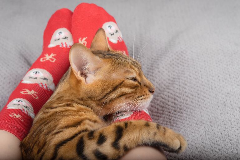 Gato a los pies de su humano.