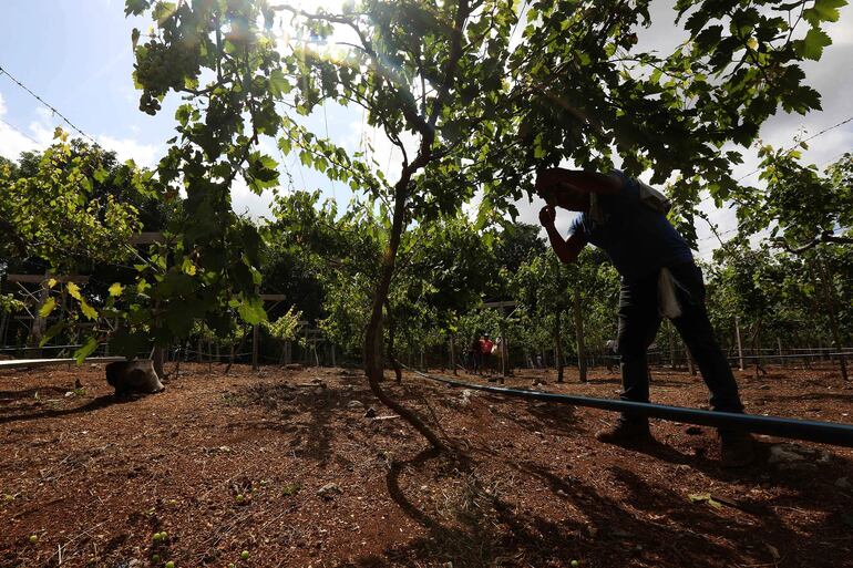 Un hombre trabaja en el primer viñedo en la zona maya, el 25 de agosto de 2023 en el municipio Felipe Carrillo Puerto, Quintana Roo (México). 
