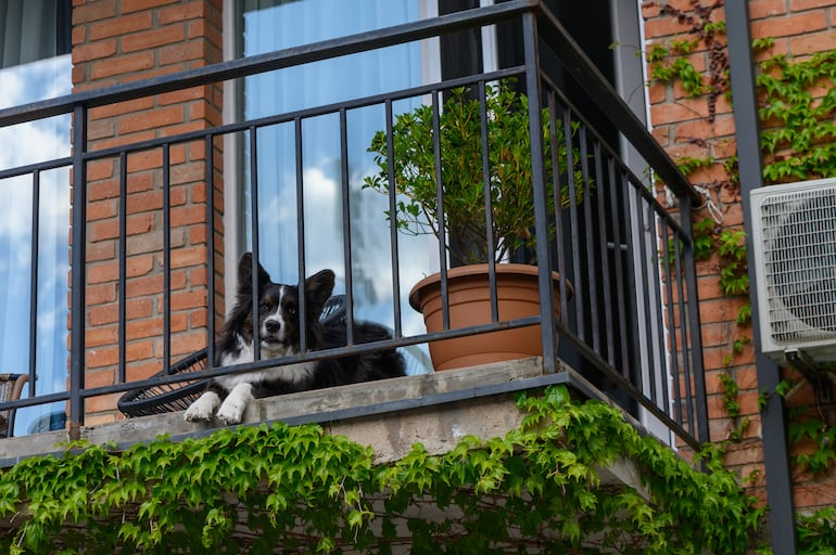 Un perro de la raza border collie está en el balcón de un departamento.