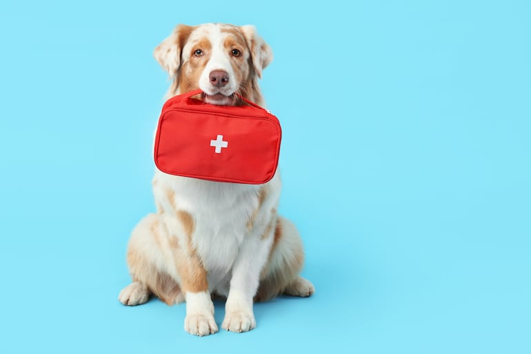 Concepto de perro enfermero, doctor, etcétera.