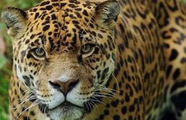 Jaguareté con pelaje amarillo y manchas negras, en un entorno selvático..