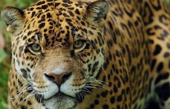 Jaguareté con pelaje amarillo y manchas negras, en un entorno selvático..