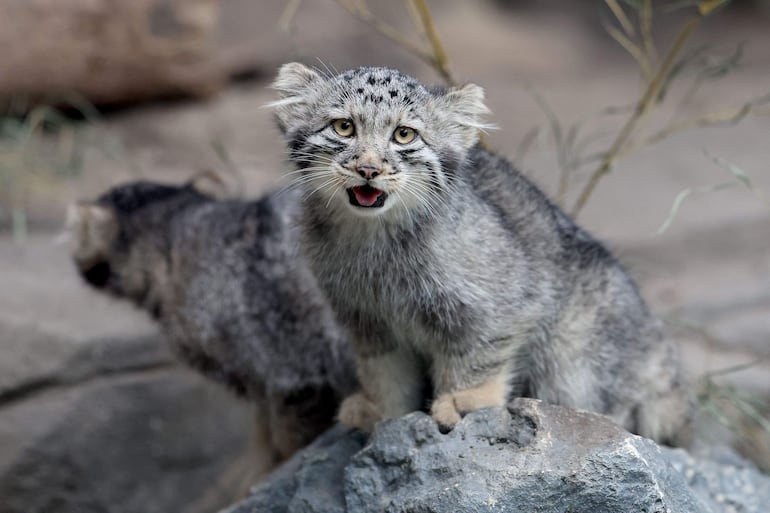 Crías de gato de Pallas, una especie considerada el felino vivo más antiguo del mundo, permanecen en su recinto del Kobe Animal Kingdom, en Kobe, Japón, el 27 de julio de 2026.