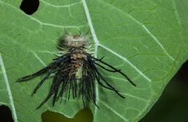 Larva de escarabajo tortuga.