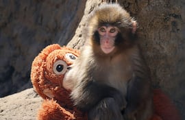 Esta foto tomada el 19 de febrero de 2026 muestra a Punch, un mono macaco macho de siete meses, que fue abandonado por su madre poco después de nacer, pasando tiempo con un peluche de orangután en el Zoológico y Jardín Botánico de la Ciudad de Ichikawa, en la prefectura de Chiba.