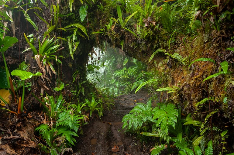 Sendero a través de la jungla en la isla de Saba, en el Caribe.
